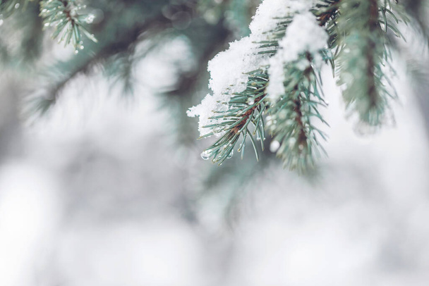 primer plano de ramas de pino nevadas con espacio de copia ligero - Foto, Imagen
