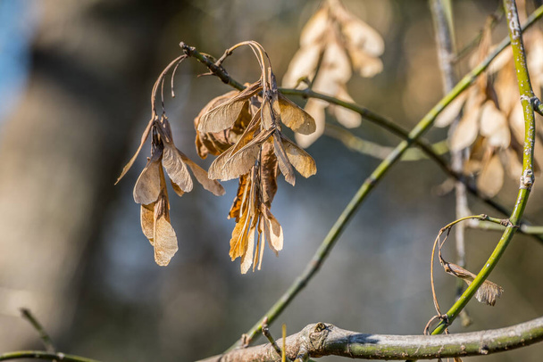 Detailní pohled na javorové semínka boxelder v shluku visící z větve známé také jako helikoptéry při pádu se točí ve vzduchu - Fotografie, Obrázek