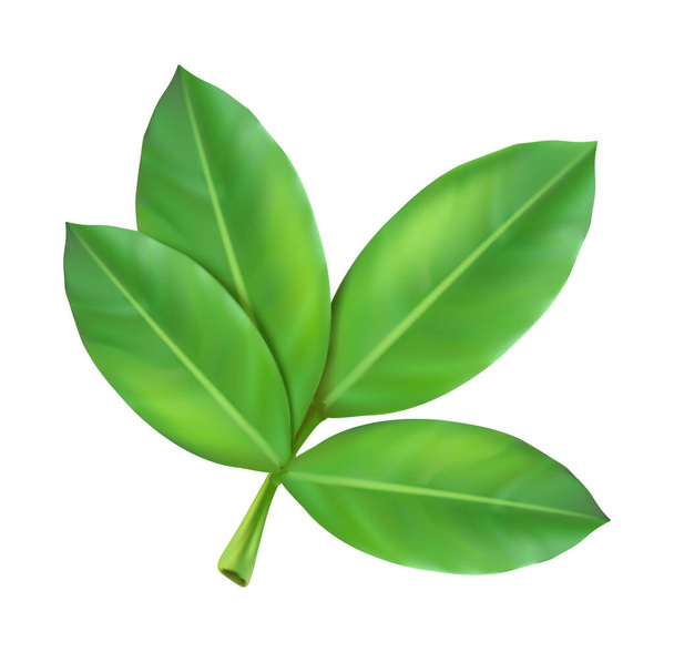 realistic vector icon. Peanut plant leaves. Isolated on white. - Vektör, Görsel