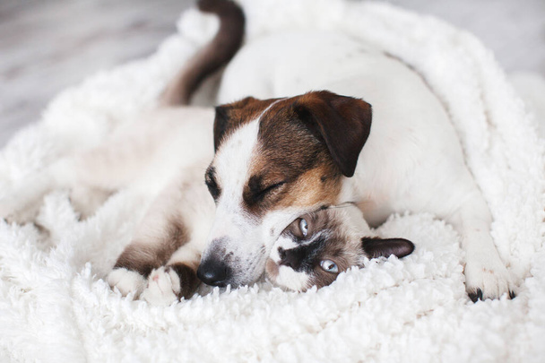 Cat and dog together on white plaid. Friendship kitten and puppy. Dog sleeping on cat  - Foto, immagini
