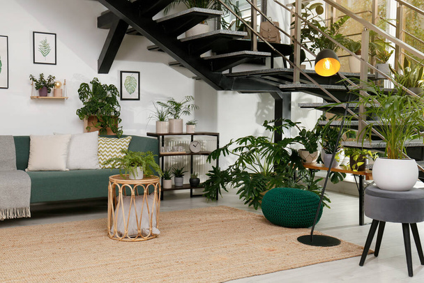 Stylish living room interior with comfortable sofa and green plants - Foto, immagini