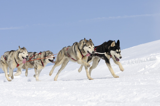 dağ sportif köpekler - Fotoğraf, Görsel