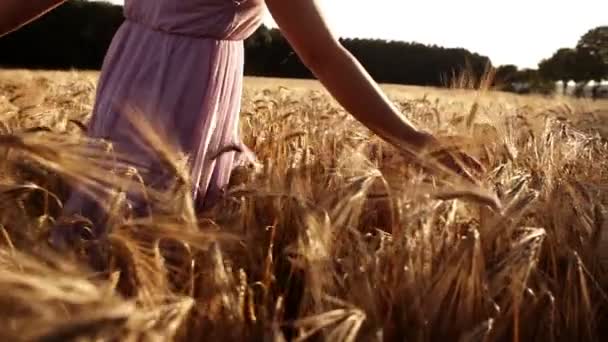 žena prochází pšeničné pole - Záběry, video