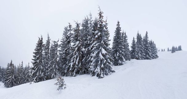 Bosque de abeto cubierto de nieve congelado después de nevadas y cielo gris en neblina en el día de invierno. Montañas Cárpatos, Ucrania - Foto, Imagen