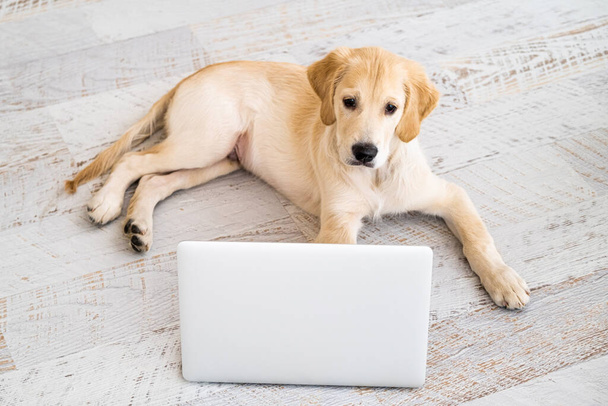 Nice dog looking at laptop - Foto, Imagen