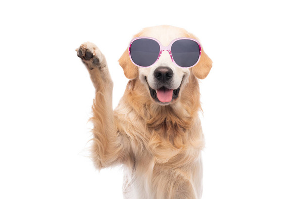 Golden retriever dog in glasses giving paw - Fotoğraf, Görsel