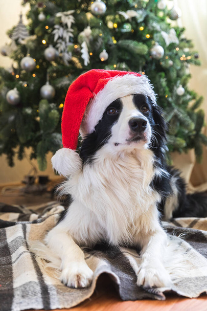 Funny portrait of cute puppy dog border collie wearing Christmas costume red Santa Claus hat near christmas tree at home indoors background. Preparation for holiday. Happy Merry Christmas concept. - Фото, зображення