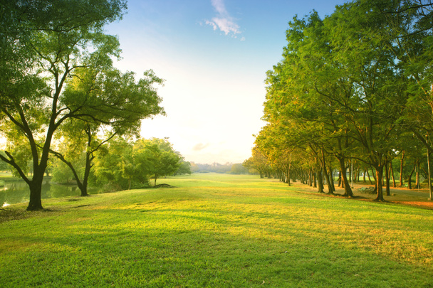szép reggeli fényben zöld fű mező nyilvános parkban egy - Fotó, kép