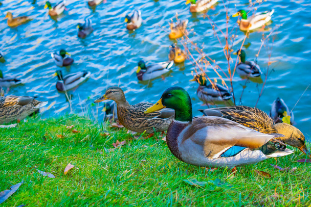 Wild ducks in a city park on a warm autumn day - Photo, Image