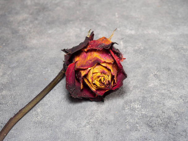 Getrocknete orange Rose auf schwarzem Hintergrund. Eine Blume liegt auf dem Tisch. Eine verwelkte Rose mit Wassertropfen - Foto, Bild
