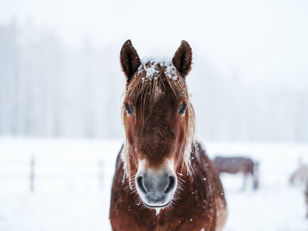 dosanko horse in winter pasture - Fotó, kép