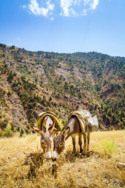 Dwie paczki mułów pasą się w pobliżu szlaku w Parku Narodowym Shirkent w Tadżykistanie. - Zdjęcie, obraz