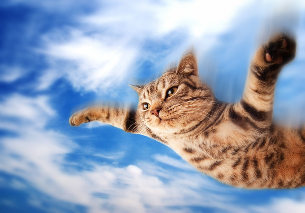 vliegende grappige kitten - Foto, afbeelding