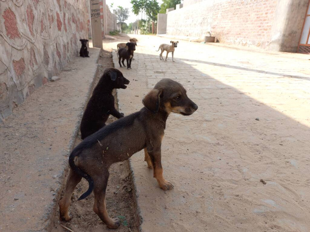 I cani stanno dormendo su strada, Rajasthan, India  - Foto, immagini