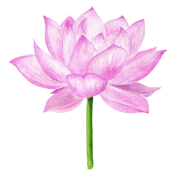 Pink Lotus watercolor hand drawn botanical illustration. Oriental floral prinable art - Valokuva, kuva