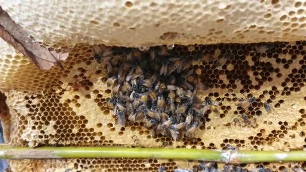 Bees on the honeycomb. Honeycomb with bee bread. Worker bees occupy the hive for honey production and reproduction. Can be used to make food and beverages. Sweet natural taste. Hand held camera. - Footage, Video