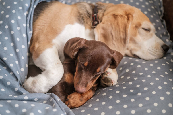 Niedlicher Dackelwelpe und Beagle-Hund schlafen zusammen auf einem Kissen unter einer Decke - Foto, Bild