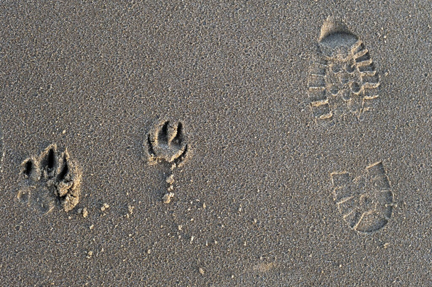 Βήματα σκύλου και ανθρώπου στην άμμο με λιακάδα, κορυφαία θέα. Φιλία και φροντίδα μεταξύ της έννοιας των ζώων και του ανθρώπου. - Φωτογραφία, εικόνα