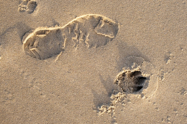 Fußstapfen von Hund und Mensch auf dem Sand bei Sonnenschein, von oben gesehen. Freundschaft und Fürsorge zwischen Tier und Mensch. - Foto, Bild