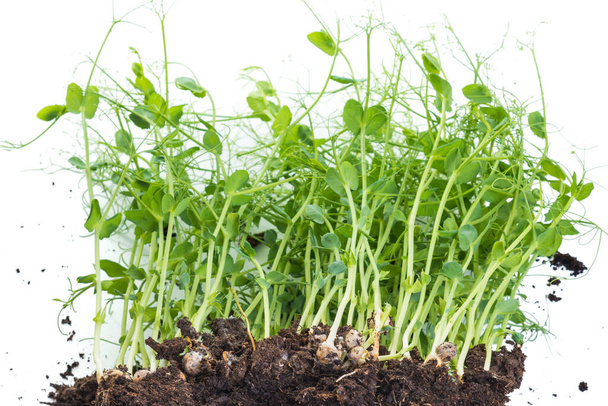 Kiełki grochu z pojemnika z glebą i korzeniami, zdrowe jedzenie koncepcji ogrodnictwa domowego - Zdjęcie, obraz