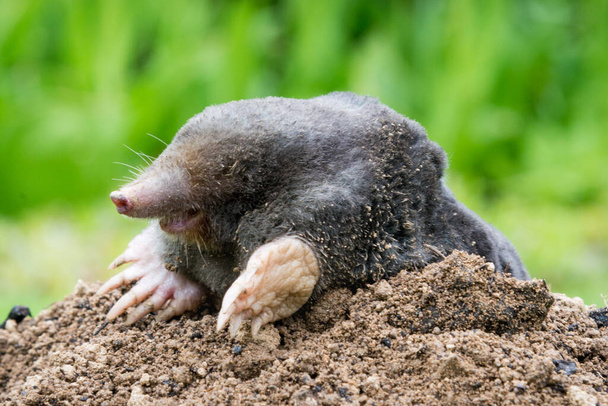 Mole animal - Talpa Europaea, causing damage as a pest in the garden with its mole hills and underground tunnels - Photo, Image