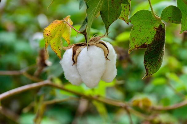 Ripe cotton plant on a branch ready to harvest in a cotton field. agriculture farm crop concept - Photo, Image