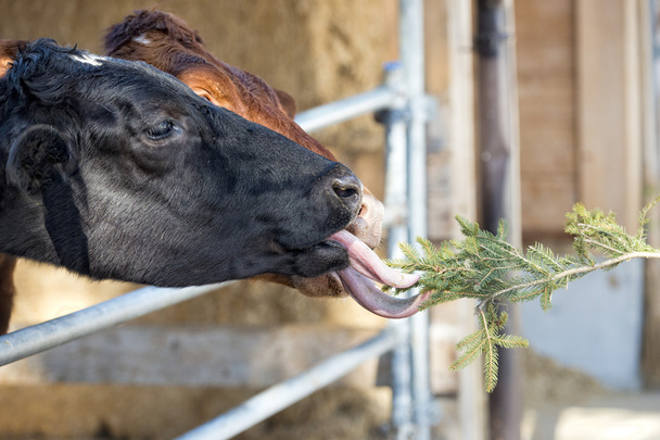 Cow portrait while licking pine tree branch - Photo, Image