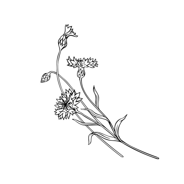 Field cornflowers. Contour flowers on a white background. Close-up. Vector graphics. - Vetor, Imagem