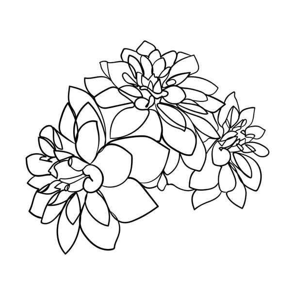 Drawn outline dahlia flowers isolated on a white background. Abstract minimal plants. - vector illustration. - Vector, imagen