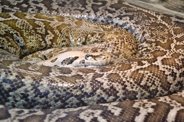 Tigerpython (lateinisch Python molurus) ist eine große, ungiftige Schlange aus der Gattung der echten Pythons in einem Terrarium  - Foto, Bild