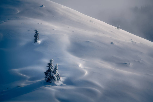 Beautiful details of some fir trees and shapes on the snow made  - Photo, Image