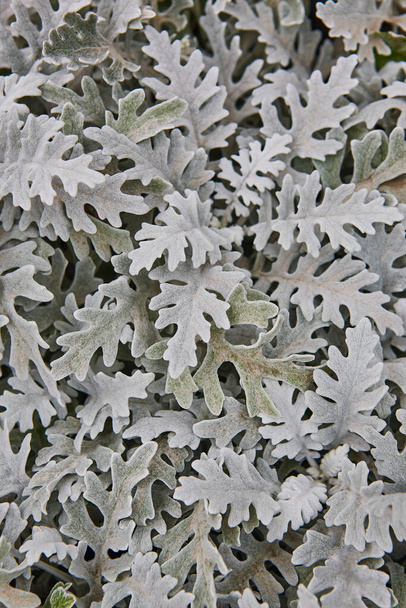 Centaurea cineraria zielone liście roślin teksturowane tło. Przyroda ogród - Zdjęcie, obraz