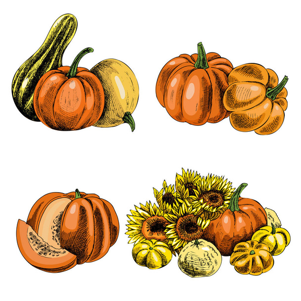 Vector hand drawn vegetable Illustration. Detailed retro style hand-drawn pumpkins sketch. Vintage sketch element for labels, packaging and cards design. - Vektor, obrázek