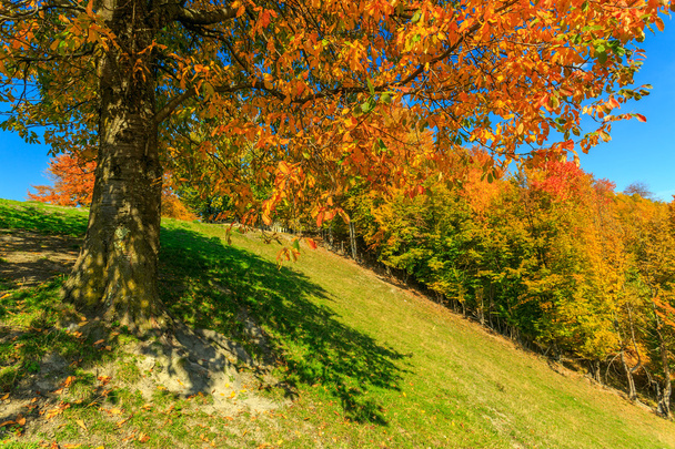 Herbstliche Landschaft - Foto, Bild
