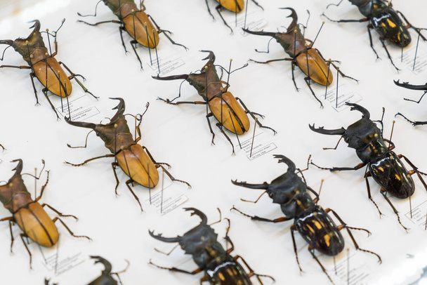 Gran colección de escarabajos con descripción sobre el fondo blanco. Entomología conjunto de insectos y taxidermia - Foto, imagen