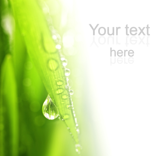 Close-up tiro de grama verde com gotas de chuva sobre ele
 - Foto, Imagem