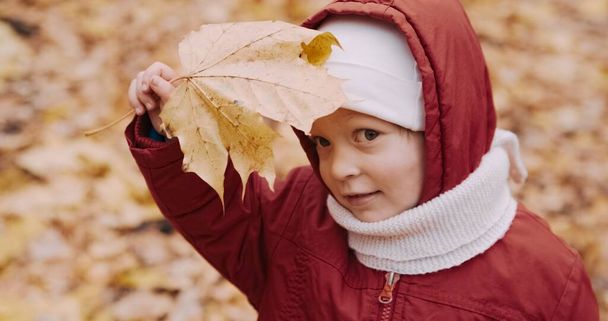 Маленькая милая девочка собирает канадские кленовые листья в осеннем лесу - Фото, изображение