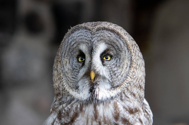 VILNIUS, LITHUANIA - Jun 12, 2021: Lapland owl or Great Grey Owl (Strix nebulosa) at owl park - Photo, Image