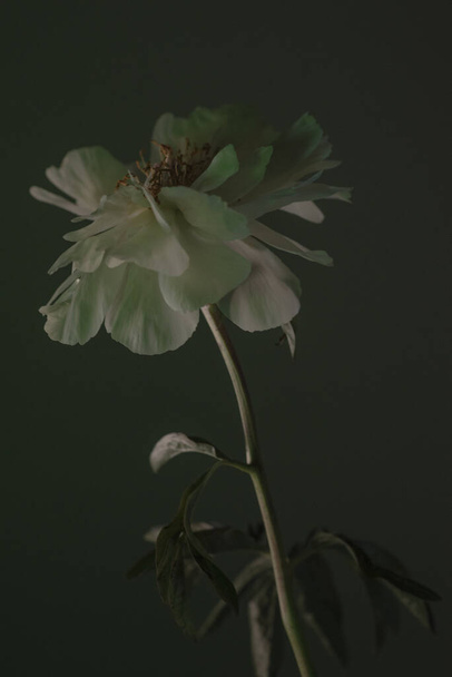 upstanding white flower with big blossom and beautiful petals - 写真・画像
