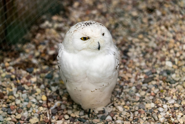 VILNIUS, LITHUANIA - Jun 12, 2021: Snowy Owl (Bubo scandiacus) at owl park - Foto, imagen
