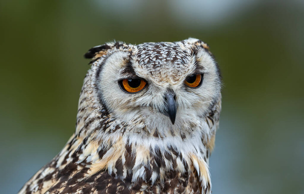 VILNIUS, LITHUANIA - Jun 12, 2021: Bengali owl (Bubo bengalensis) at owl park - Foto, imagen