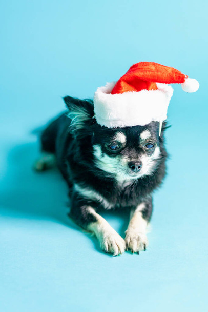a closeup of a cute Chihuahua with a Santa Claus hat on a blue background - Valokuva, kuva