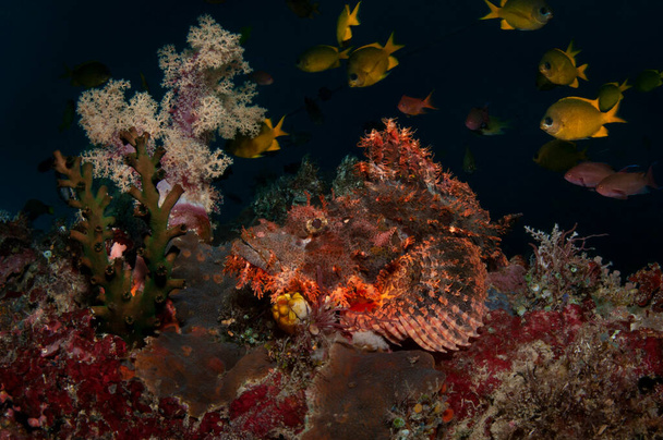 Une scorpionfish est posée sous le corail mou avec un petit poisson jaune nageant autour, île de Balicasag, Philippines - Photo, image