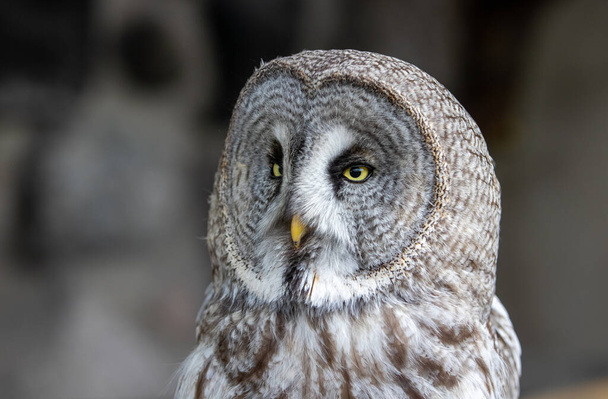 VILNIUS, LITHUANIA - Jun 12, 2021: Lapland owl or Great Grey Owl (Strix nebulosa) at owl park - Foto, immagini