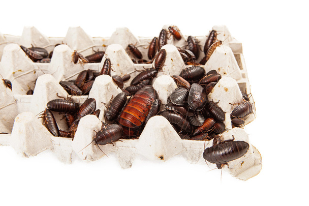 Букет з cockroarches
 - Фото, зображення