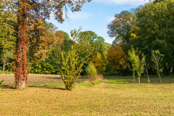 Kolorowe jesienne drzewa, Zamek Miclauseni, Rumunia - Zdjęcie, obraz