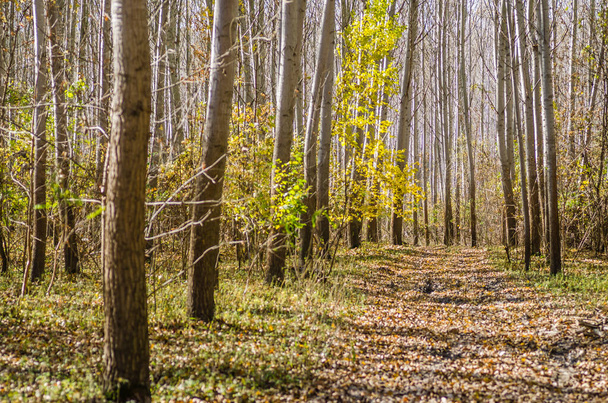 El ambiente del bosque en el otoño, junto al río Danubio. - Foto, imagen