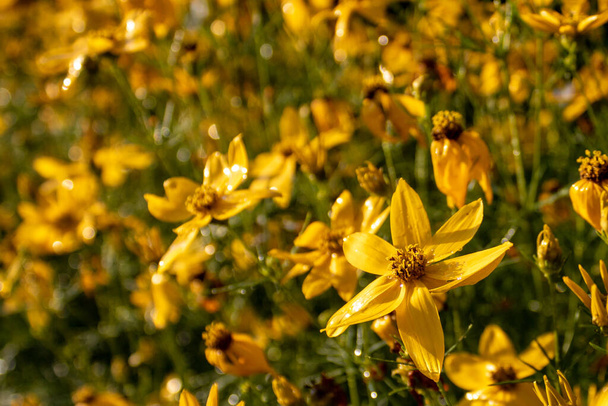 Yellow flowering whorled tickseed (Coreopsis verticillata), closeup and selective focus - Photo, Image