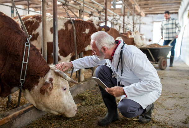 Érett férfi állatorvos fehér köpenyben guggoló mellett szimpatikus szarvasmarha és gazdaság tabletta stabil - Fotó, kép