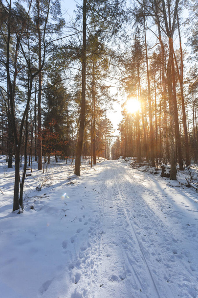 δάσος το χειμώνα με χιόνι και πάγο, υπέροχο φως της ημέρας και ήλιο. - Φωτογραφία, εικόνα